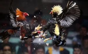 Cách Chơi Đá Gà Sabong Tại King88 Hiệu Quả Và Chi Tiết Nhất